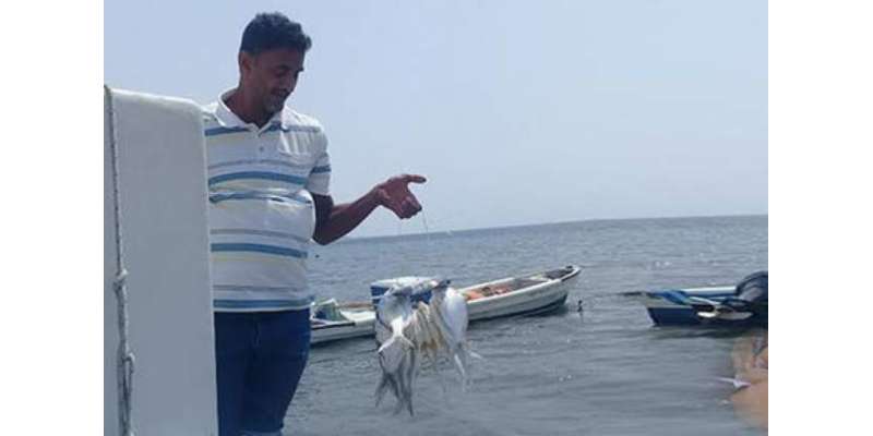 سعودی عرب، بحیرہ احمر میں ناجل اور طراد مچھلیوں کے شکار پر پابندی