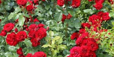 پاکستانی سائنسدانوں نے گلاب کی نئی قسم متعارف کرا دی، کسان ایک ایکڑ ..