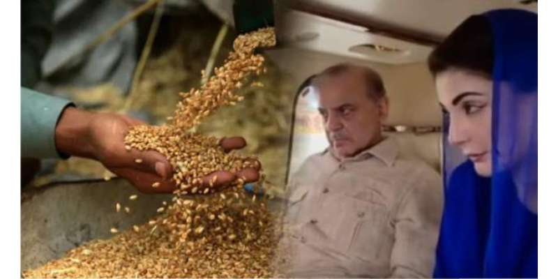گندم کی قیمت میں یکدم 50 فیصد اضافہ