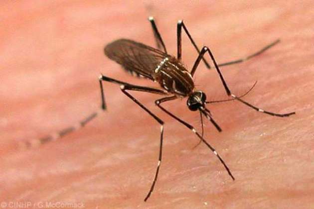 Dengue Machar Se Ahthyat Zindagi Mehfooz