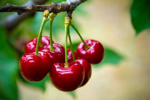 Cherry-Sehat Dost Phal