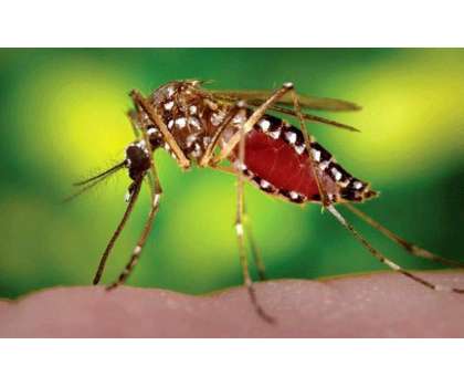 Phir Dengue Virus Ki Museebat - Article No. 2318