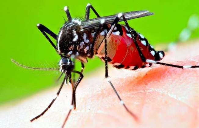 Dengue Machar Ki Wapsi