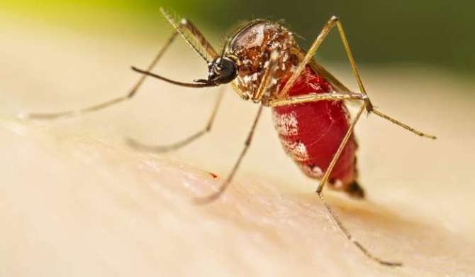 Dengue Bukhar - Ehtiyat Zaroori Hai