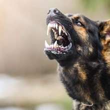 Rabies - Aik Muhlik Virus Lekin Bachao Mumkin Hai