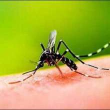 Mosquito K Bare Main Heeran Kun Malomat