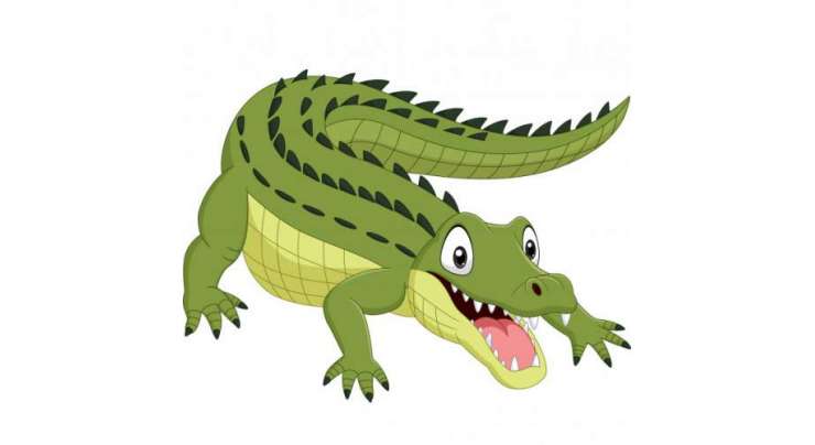 MagarMach - Crocodile