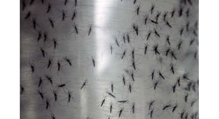 Gene Modded Mosquitoes Will Fight Dengue Fever In Brazil