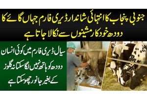 South Punjab Ka Shandar Dairy Farm Jahan Cow Milk Automatic Machine Se Nikala Jata Hai