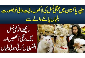 Meet Pakistani Who Own Beautiful Imported Cats In Pakistan - Watch Rear Breed Of Cats & Their Prices