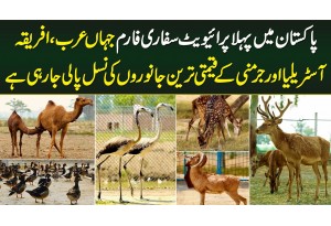 Pakistan's First Private Safari Farm - All Expensive And Rare Animals' Breeding In One Place