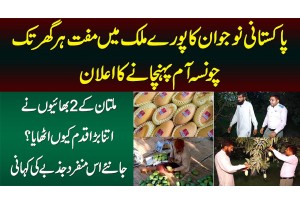 Multani Bhaiyo Ne Pore Pakistan Me Free Mango Dena Shuru Kar Diye - Cargo Ki Fees Bhi Nahi Lenge