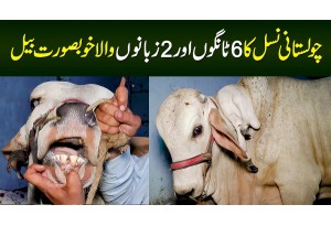 6 Legs Or 2 Zuban Wala Shero Bail - 7 Lakh Rupee Ka Best Cholistan Bail For Qurbani In Pakistan