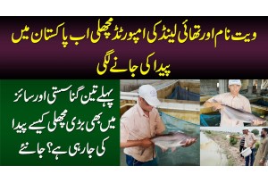 Vietnam Or Thailand Ki Imported Fish Ab Pakistan Me - Sasti Aur Bari Fish Kese Paida Ki Ja Rahi Hai?