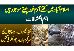 Islamabad Me Kitne Wild Leopards Hain? Khufia Camera Ne Wild Leopards Ki Activities Record Kar Li
