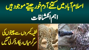 Islamabad Me Kitne Wild Leopards Hain? Khufia Camera Ne Wild Leopards Ki Activities Record Kar Li