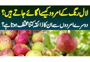 Red Color Ke Nayab Pakistani Amrood - Red Guava Ki Farming Kese Hoti Hai Or Zaiqa Kesa Hota Hai?