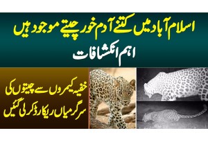 Islamabad Me Kitne Wild Leopards Hain?