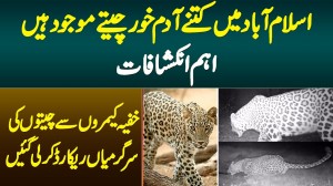 Islamabad Me Kitne Wild Leopards Hain?