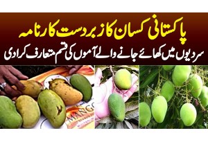 Pakistani Kisan Ka Karnama - Sardion Me Khaye Jane Wala Aam Mutarif Kara Dia - Non Seasonal Mango