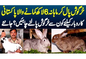 Rabbits Paal Ke Monthly 6 Lakh Kamane Wala Pakistani - Business Ke Liye Konse Rabbits Palne Chahiye?