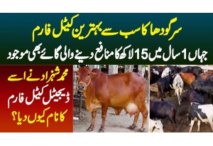 Sargodha Ka Sab Se Behtareen Cattle Farm Jahan 1 Sal Main 15 Lakh Ka Munafa Dene Wali Cow Bhi Mojud