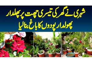 Shehri Ne Ghar Ke 3rd Roof Par Flowering Plant Aur Fruit Garden Bana Lia