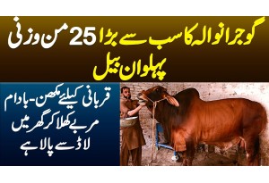 Gujranwala Ka Sab Se Bara 25 Mann Wazni Bael