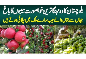 Balochistan Ka Khubsurat Apples Garden - Jahan Se Juice Wale Apples Sari Country Me Supply Hote Hai