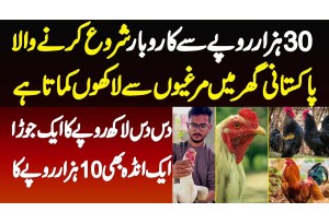 1 Egg 1000 Rupees - 30000 Se Business Shuru Karne Wala Pakistani Ghar Me Murgiyon Se Lakho Kamata Ha