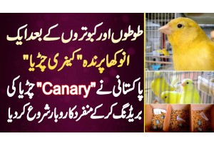 Pakistani Ne Unique Bird "Canary Sparrow" Ki Breeding Shuru Kar Ke Unique Business Shuru Kar Dia