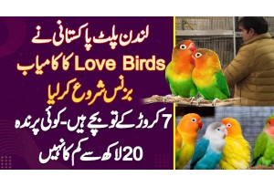 London Se Aae Hue Pakistani Ne Love Birds Ka Business Start Kar Lia - Koi Bird 20 Lakh Se Kam Nahi