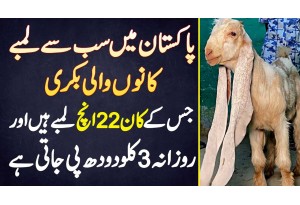 Pakistan Me Sab Se Lambe Kaan Wali Bakri Jis Ke Kaan 22 Inches Lambe Hai Or Daily 3 KG Milk Peeti Ha