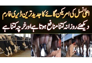 American Friesian Cow Ka Modern Dairy Farm - Daily Kitna Profit Hota Hai Aur Kharcha Kitna Hai