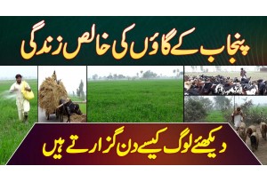 Punjab Ke Village Ki Pure Life - Village Life In Punjab Pakistan