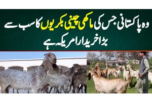 Wo Pakistani Jis Ki Makhi Cheeni Goats Ka Sab Se Bara Kharidar America Hai | Makhi Cheena Bakra