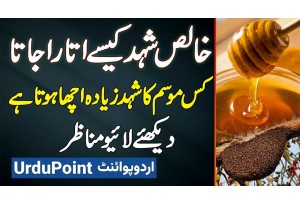 How To Extract Pure Honey? Kis Season Ka Shehad Zyada Acha Hota Hai? Pure Honey Ki Pehchan Kiya Hai?