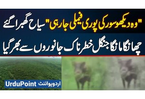 Wild Boars Family Wows Tourists: Changa Manga Forest Turns Dangerous Overnight