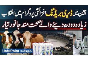 China's Dairy Farming Revolution: Breeding Program Creates Healthier Animals That Produce More Milk