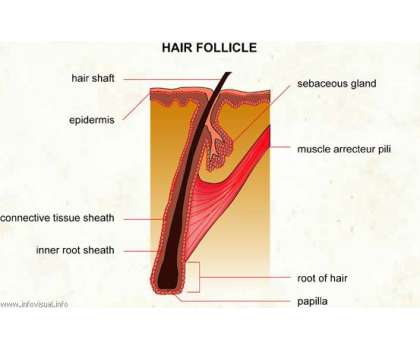Follicle