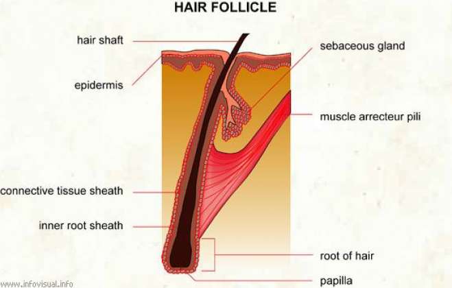 Read Women Article "Follicle فولائیسل", it is published in Hair C...