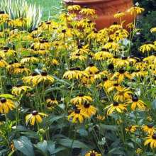 Susan Ke Phool Kasht Kijiye